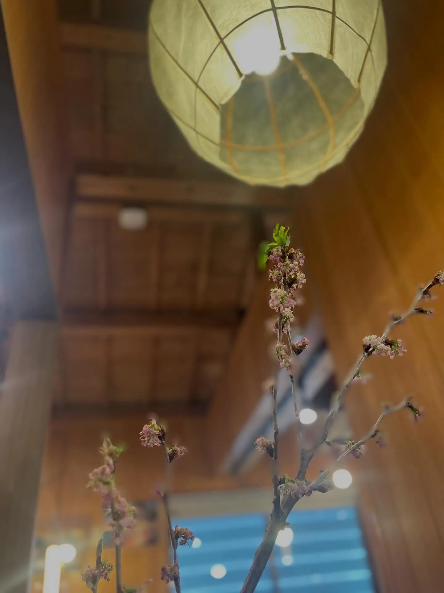 沖縄はもう桜が咲く季節ですね🌸