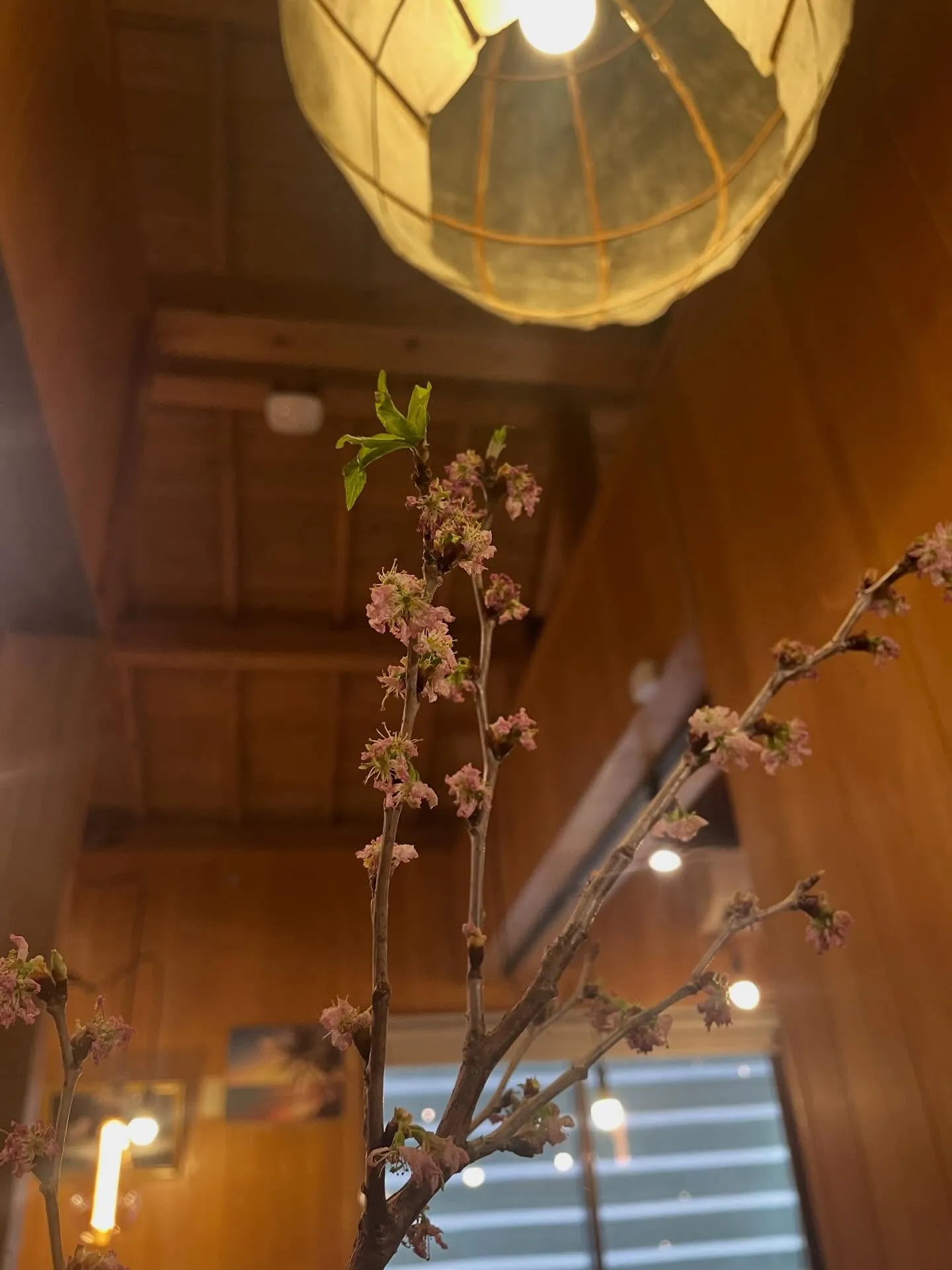 沖縄はもう桜が咲く季節ですね🌸